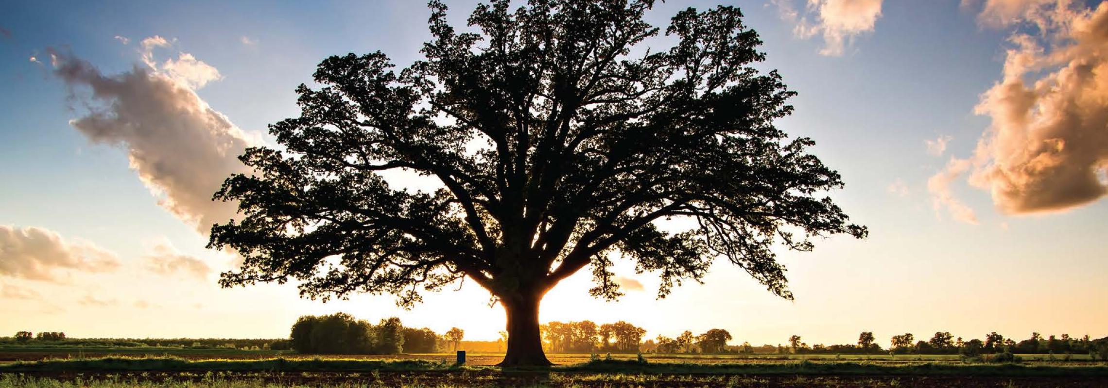 This Place of Promise A Historian’s Perspective on 200 Years of